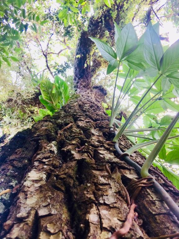  Pousada Flor de Gaia