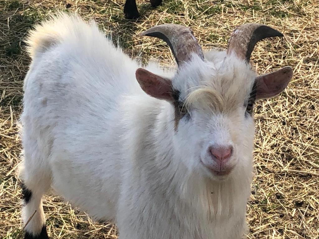 a white goat with horns standing in the grass at Lindenhof Peritz in Peritz