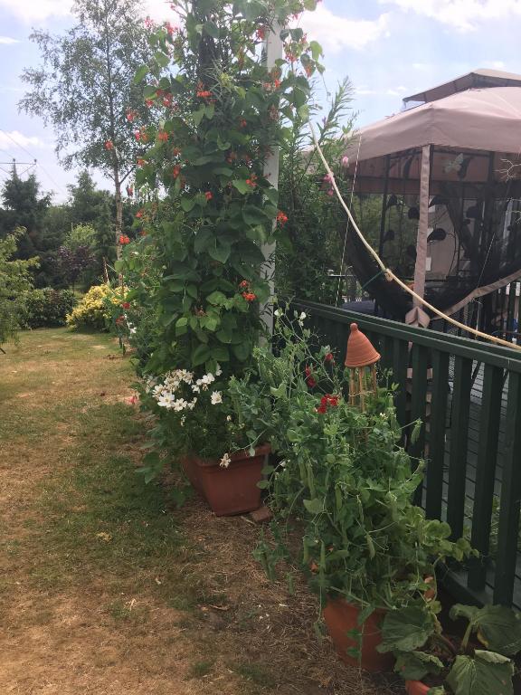 a garden with flowers in pots next to a fence at Killurin Lodge in Wexford