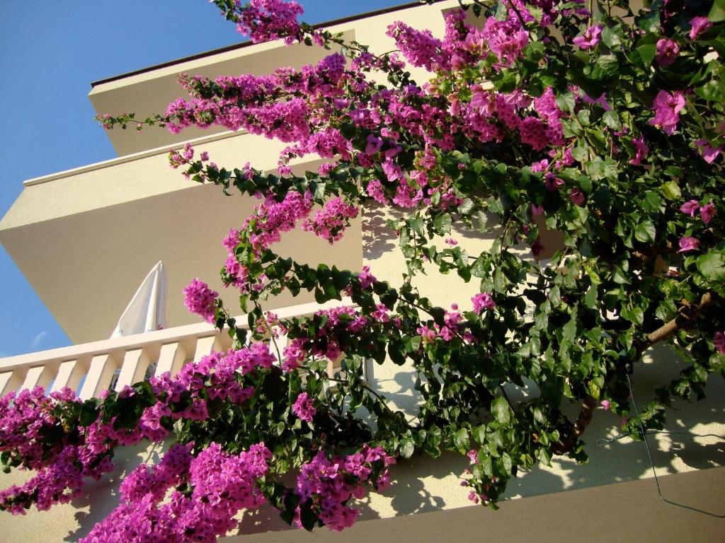 een bos paarse bloemen hangend aan de zijkant van een gebouw bij Apartments Villa Čizmić in Baška Voda
