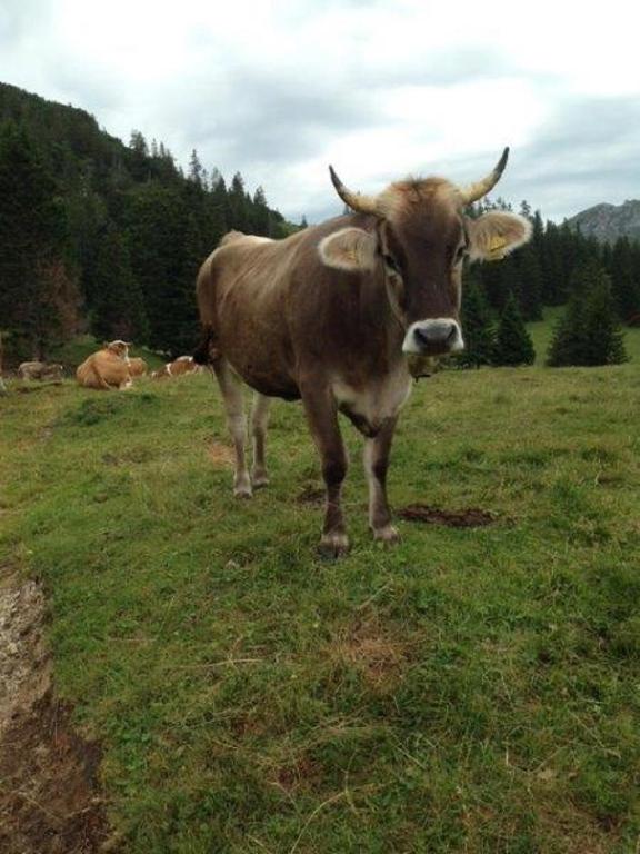 Landhaus Beim Joaser - 13