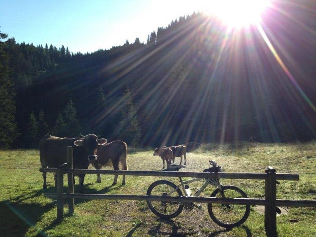 Landhaus Beim Joaser - 14