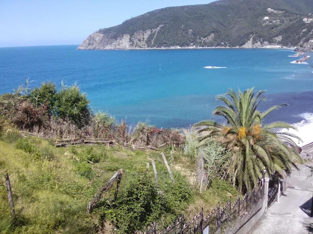 a palm tree on a hill next to the ocean at Un gioiello con vista mare in Moneglia