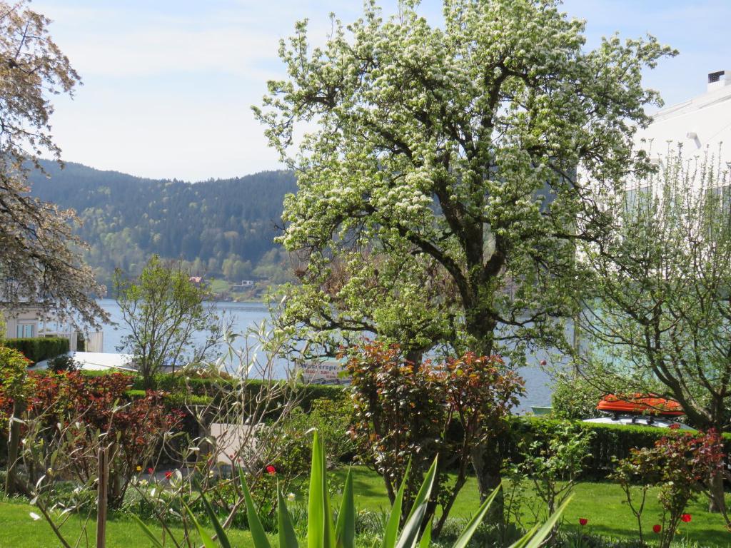 a tree in a garden with a lake in the background at Sportpension Strobl in Millstatt