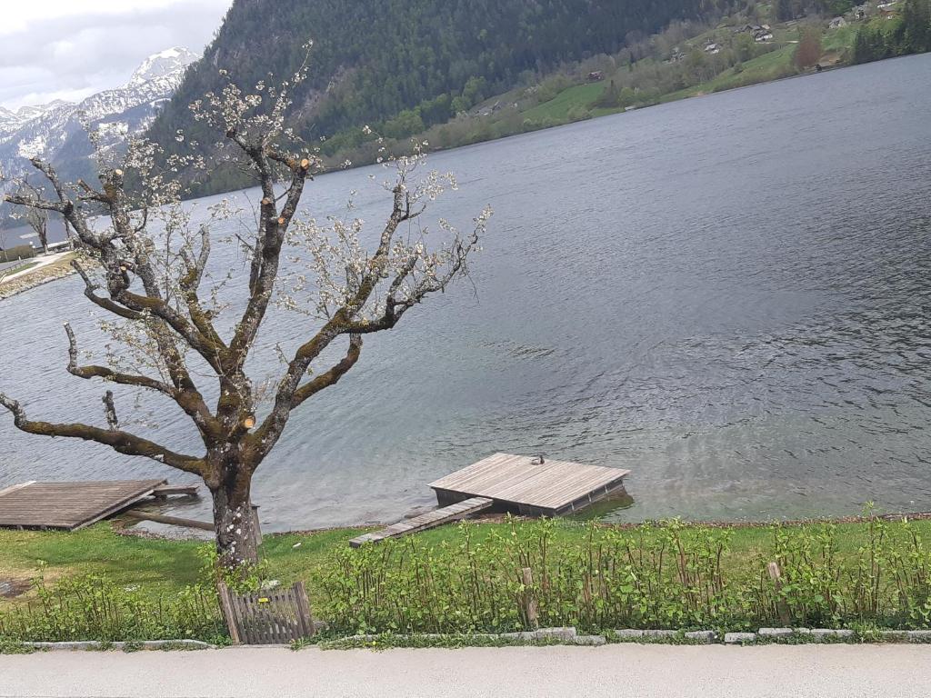 a tree in front of a lake with a dock at Appartements direkt am See in Grundlsee