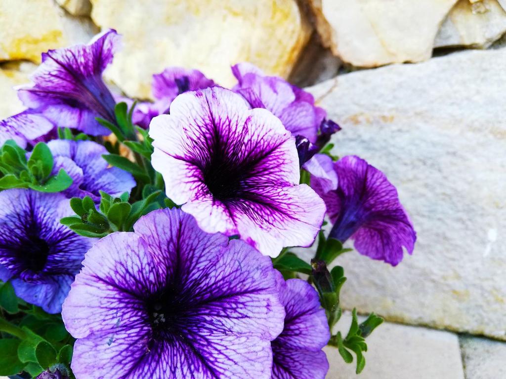 Chalet del Mare - foto 29