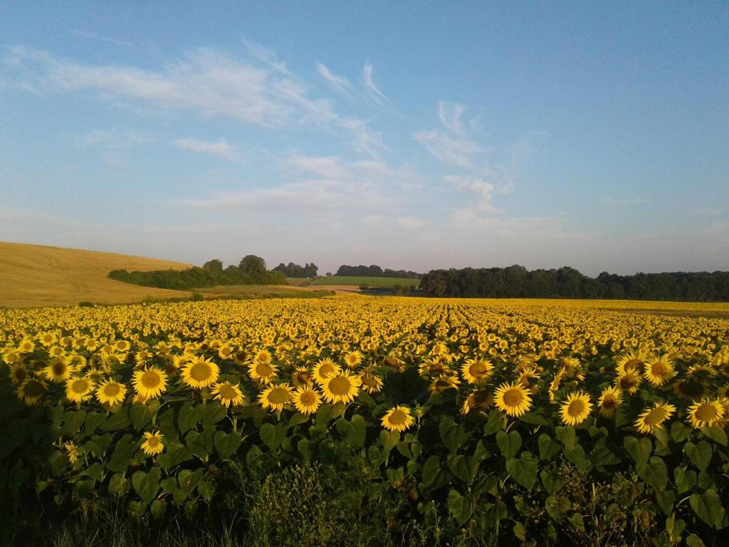 Fleur Du Soleil - Maison D'une Chambre