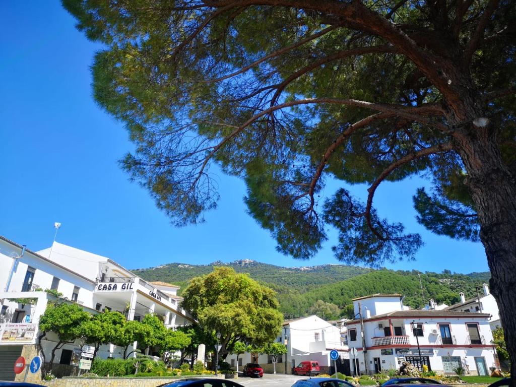 un árbol en una ciudad con una montaña en el fondo en Pensión Venta Julián HCA01134 en El Bosque