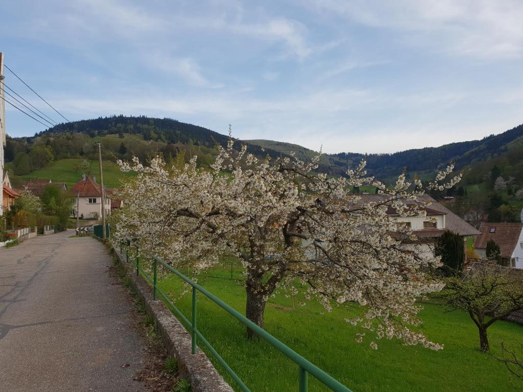 Příroda nedaleko apartmánu