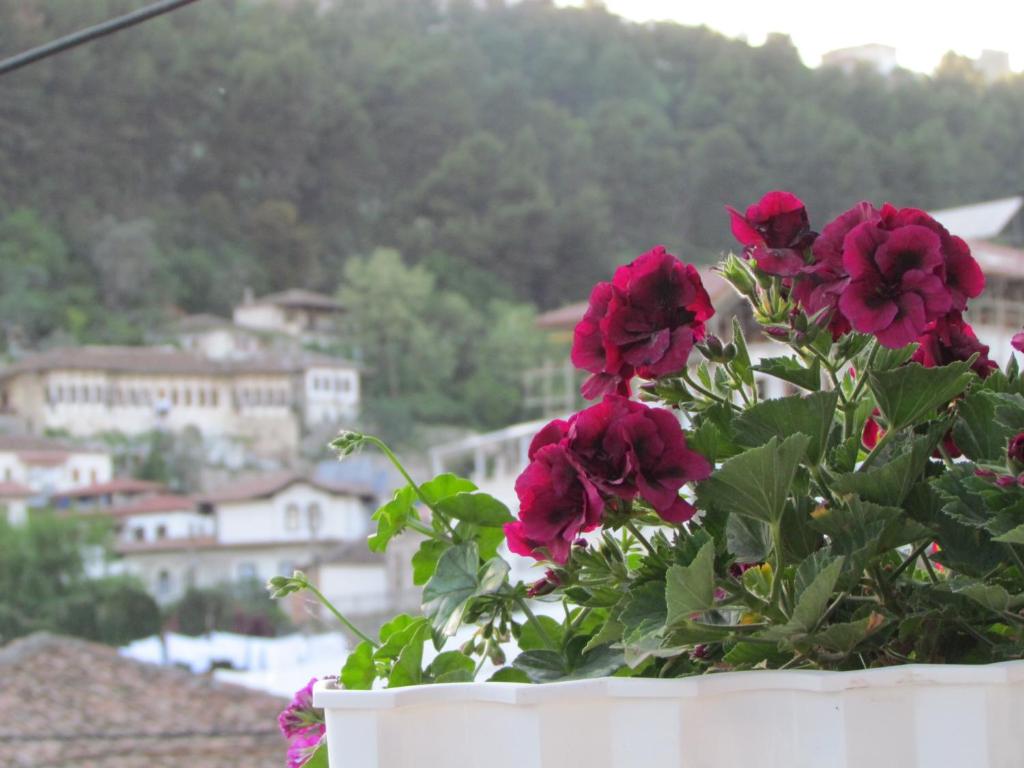 a potted plant with red flowers in a window at Apartment Koka in Berat
