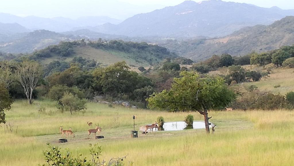 een groep herten in een veld met bergen op de achtergrond bij @Nature Luxury Cottages in Nelspruit