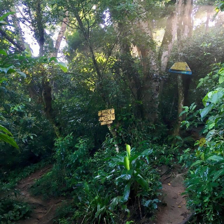 Zahrada ubytování Jungle Lodge