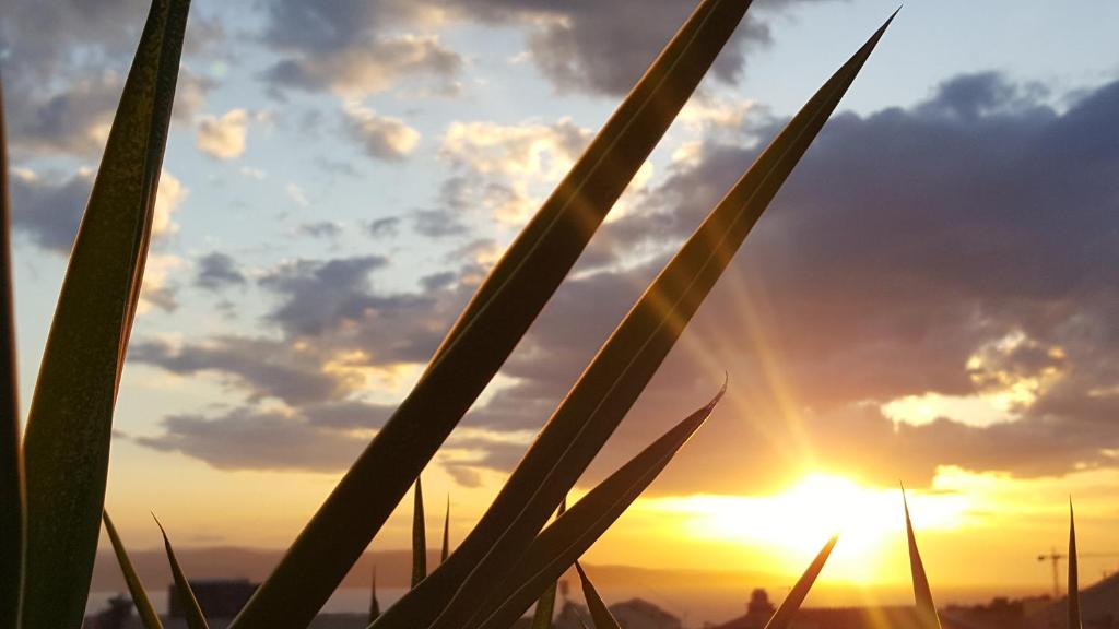 a view of the sunset through the blades of grass at Apartment Silvija in Makarska