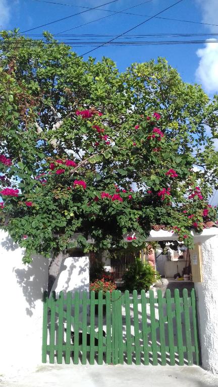  Casa da Árvore