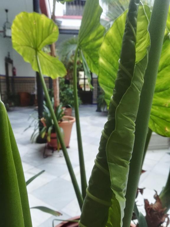 Hotel Casa de los Azulejos - Resim 22