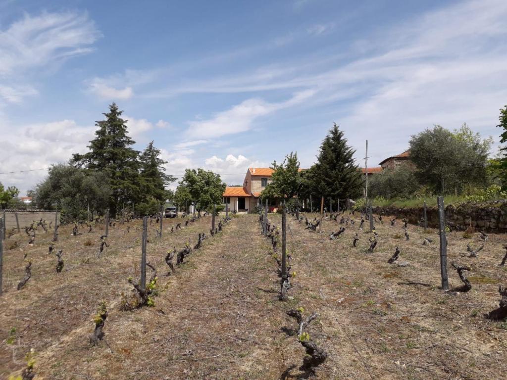 Zahrada ubytování Casa da Farmácia