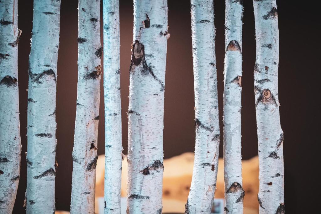 Fotografie z fotogalerie ubytování Hotel Erica v destinaci Tesero
