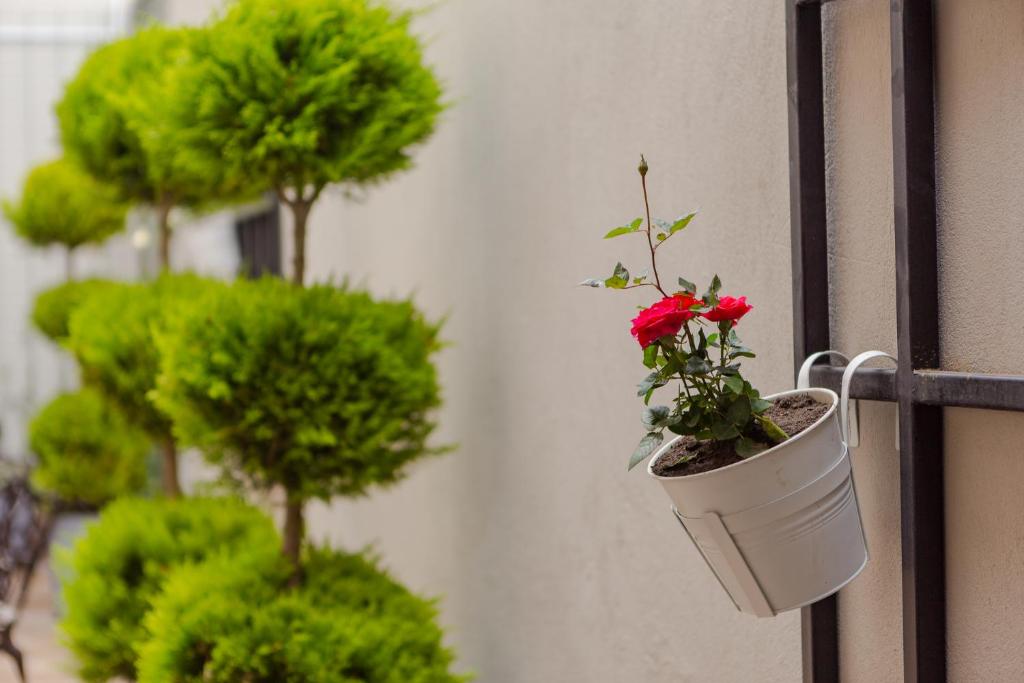 Zahrada ubytování Hotel BLOOM Batumi