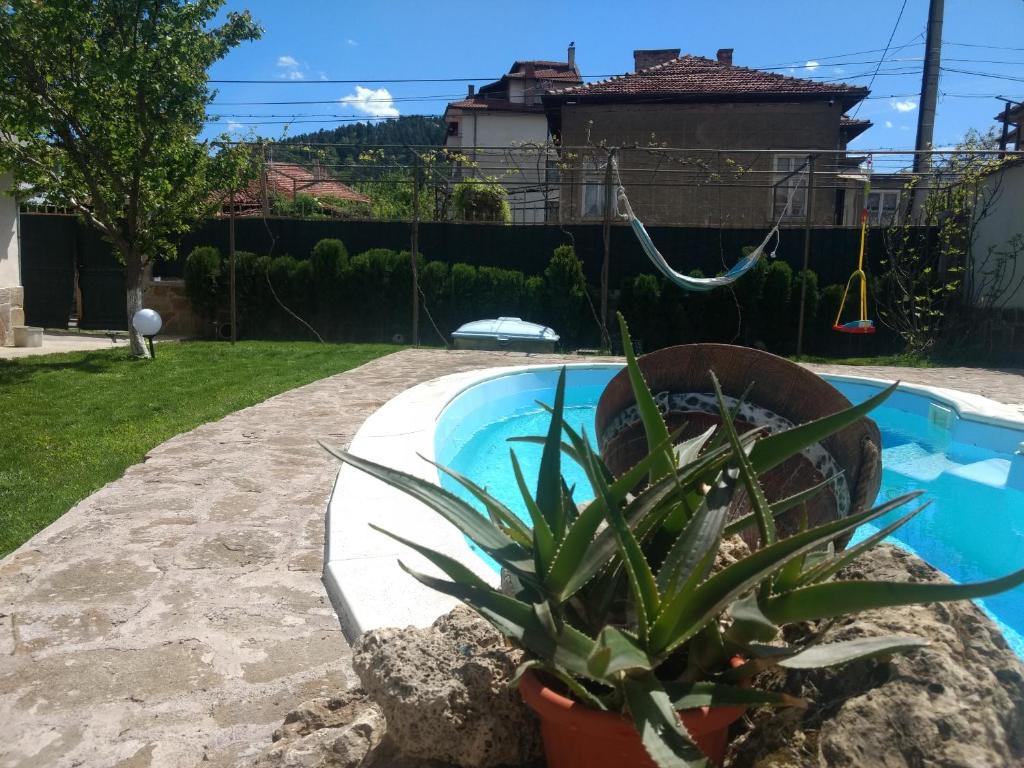 une plante dans un pot à côté d'une piscine dans l'établissement Къща за гости с минерална вода "Терма Асклепий", à Kyustendil