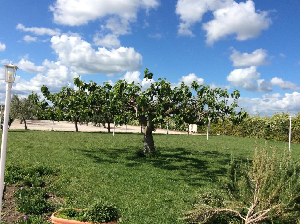 un árbol en medio de un campo verde en LA MASSARÌA agriresort, en Orta Nova