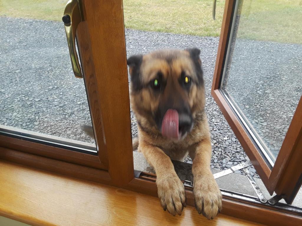 Domácí mazlíčci ubytovaní s hosty v ubytování Bealaha House