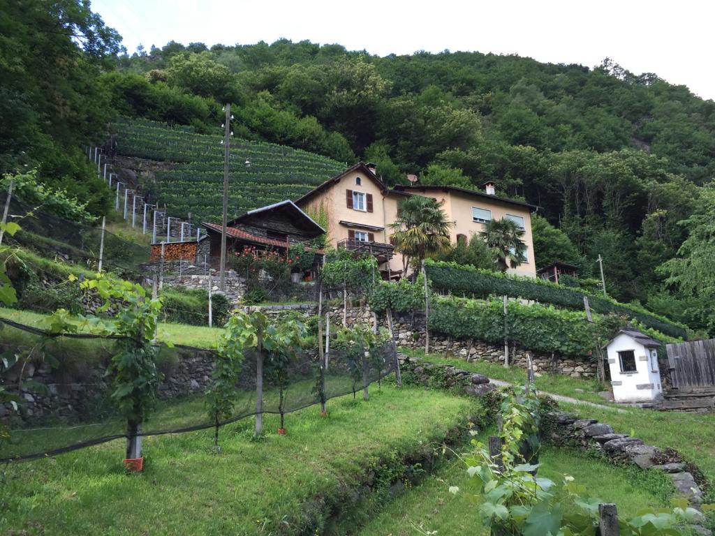 ein Haus auf einem Hügel mit einem Weinberg in der Unterkunft Casa immersa nel vigneto in Roveredo