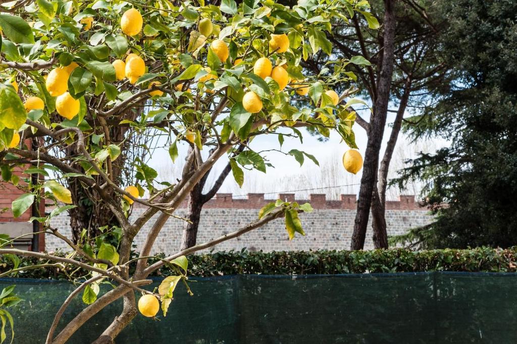 un citronnier avec beaucoup d'oranges sur lui dans l'établissement Lemon House YELLOW, à Pise