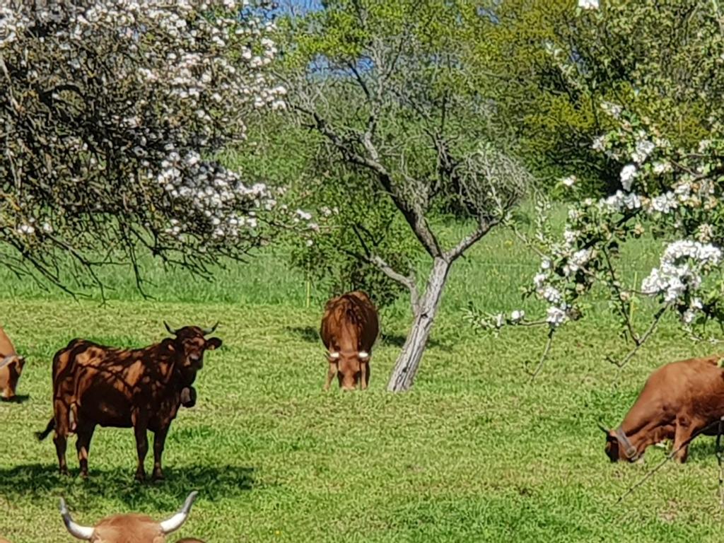 Zvířata v apartmánu nebo okolí