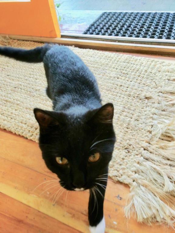 Gully hideaway apartment - Resim 26