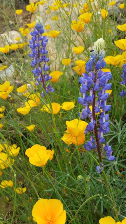 Giardino di Yosemite Foothill Retreat - Private Guest Suite #2