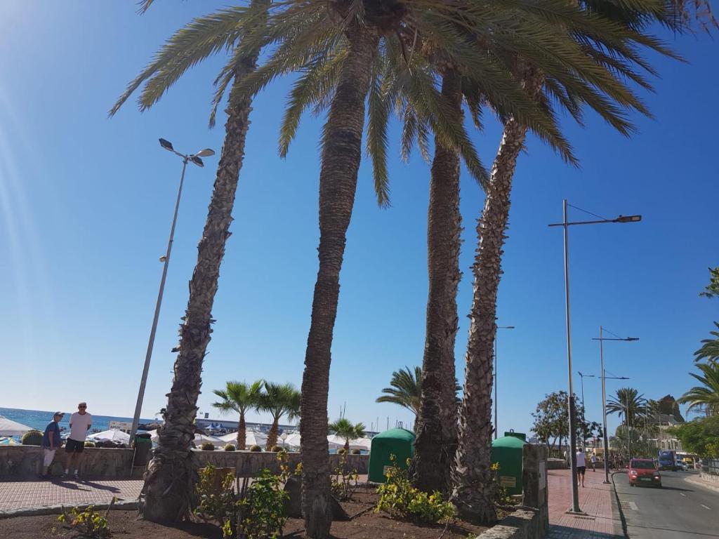 eine Gruppe von Palmen auf einer Straße in der Unterkunft Bungalows Bahamas beside the park and 300m to the beach in Puerto Rico de Gran Canaria