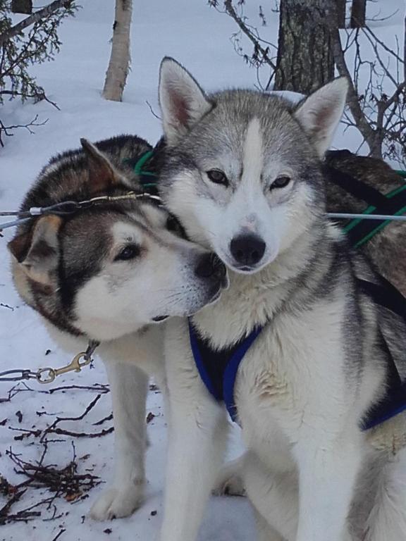 deux chiens husky se tenant côte à côte dans la neige dans l'établissement Ollilan Lomamajat, à Kuusamo