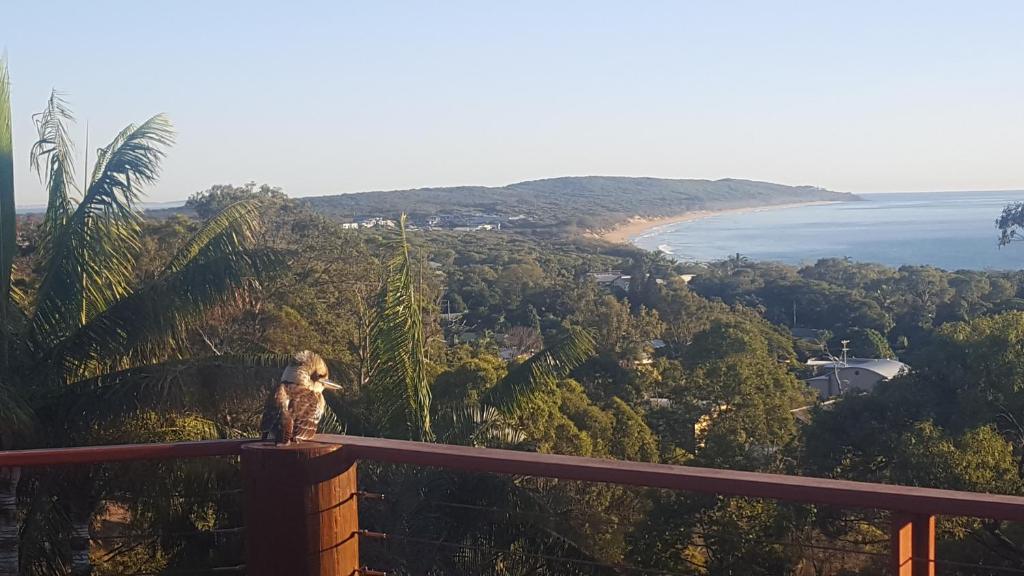 a dog sitting on a ledge looking at the ocean at Escape 1770 Motel - No Kids - NO SMOKING - No Partying in Agnes Water