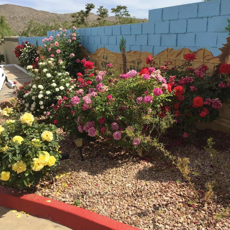 Zahrada ubytování Americas Best Value Inn and Suites -Yucca Valley