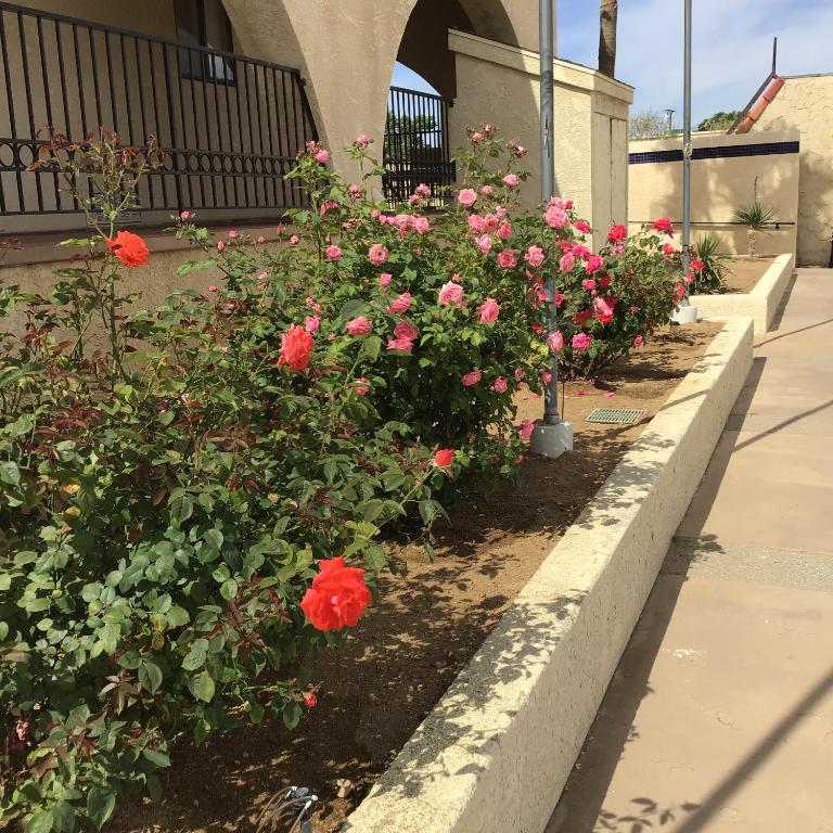 Zahrada ubytování Americas Best Value Inn and Suites -Yucca Valley