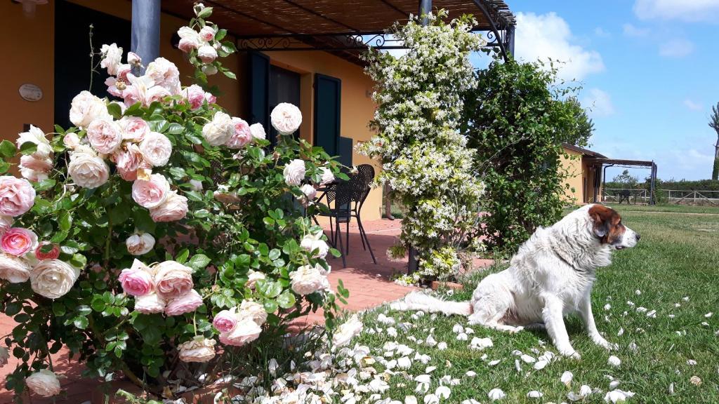 a dog laying in the grass next to flowers at La Fattoria di Tirrenia in Tirrenia