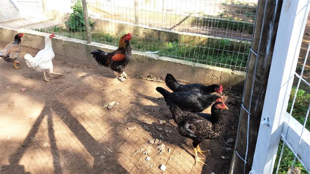  Pousada Recanto Primavera