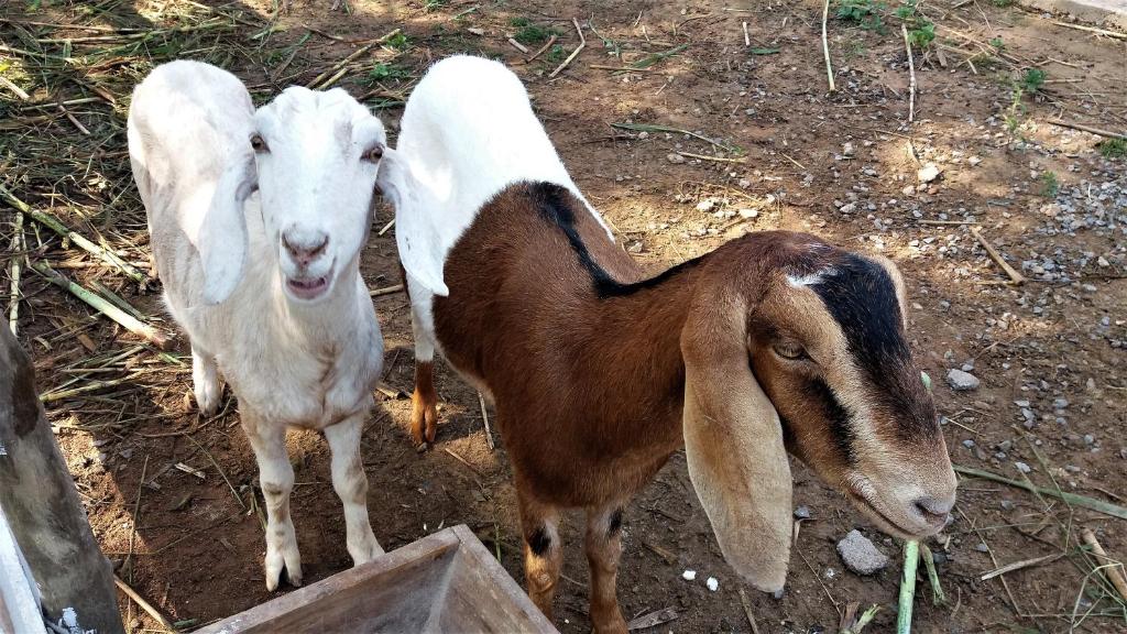  Pousada Recanto Primavera
