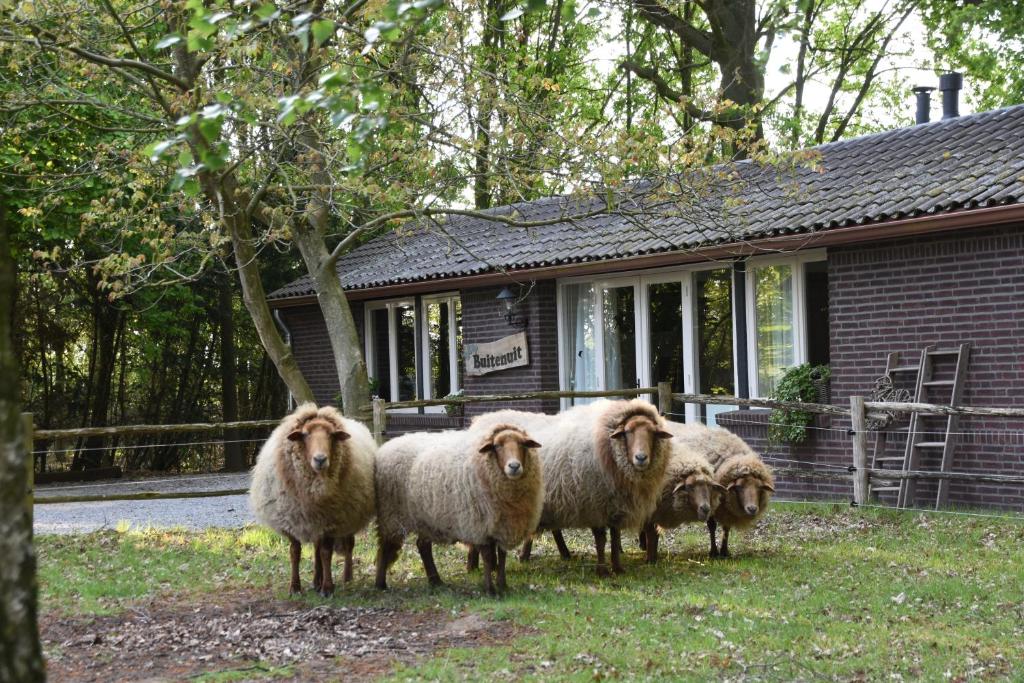 un grupo de ovejas parados frente a una casa en Buitenuit, en Boxtel