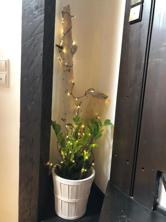 a plant in a pot with lights on a wall at Atelier Kurt in Hinterbrühl