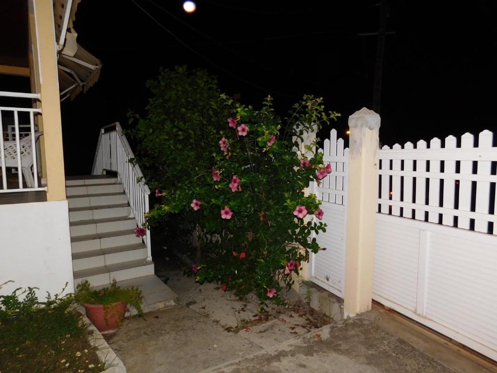 una cerca blanca con un arbusto con rosas rosas en ixora, en Sainte-Anne