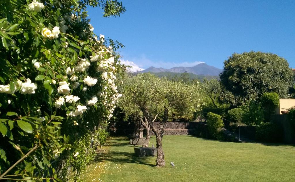 a garden with white flowers and trees with mountains in the background at Casa Vacanze Prato Verde in Zafferana Etnea