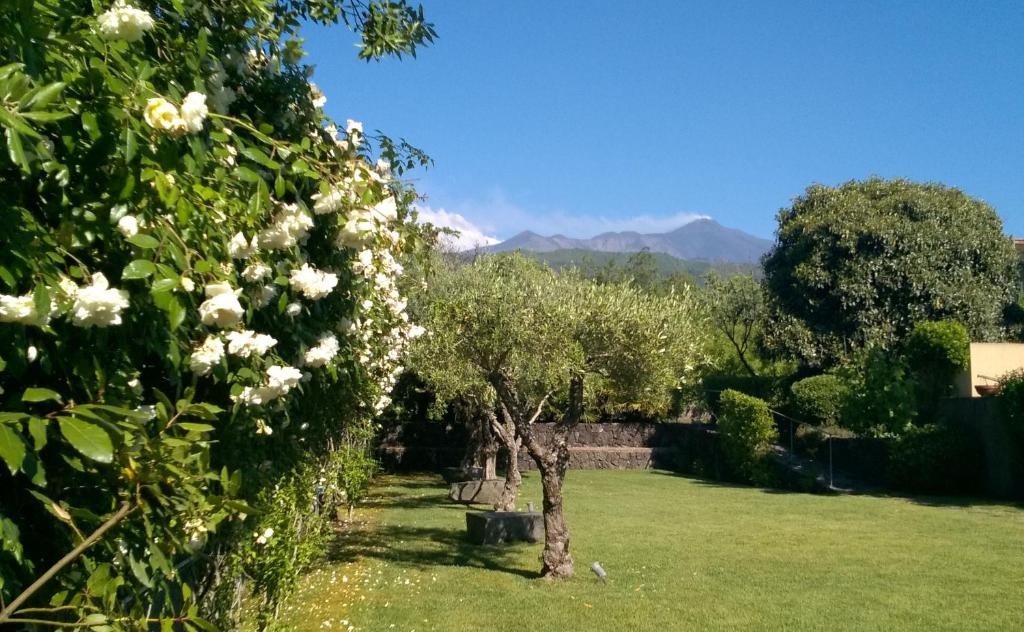 ザッフェラーナ・エトネーアにあるCasa Vacanze Prato Verdeの白い花々と山々を背景にした木々が咲き誇る庭園