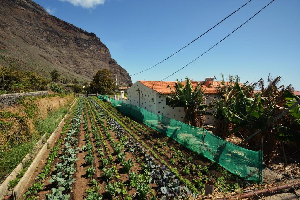 ein Feld von Pflanzen vor einem Berg in der Unterkunft Casa Celia in Valle Gran Rey