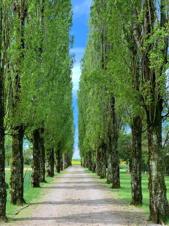 una carretera bordeada de árboles en un parque en L’allée des peupliers en Chevigny