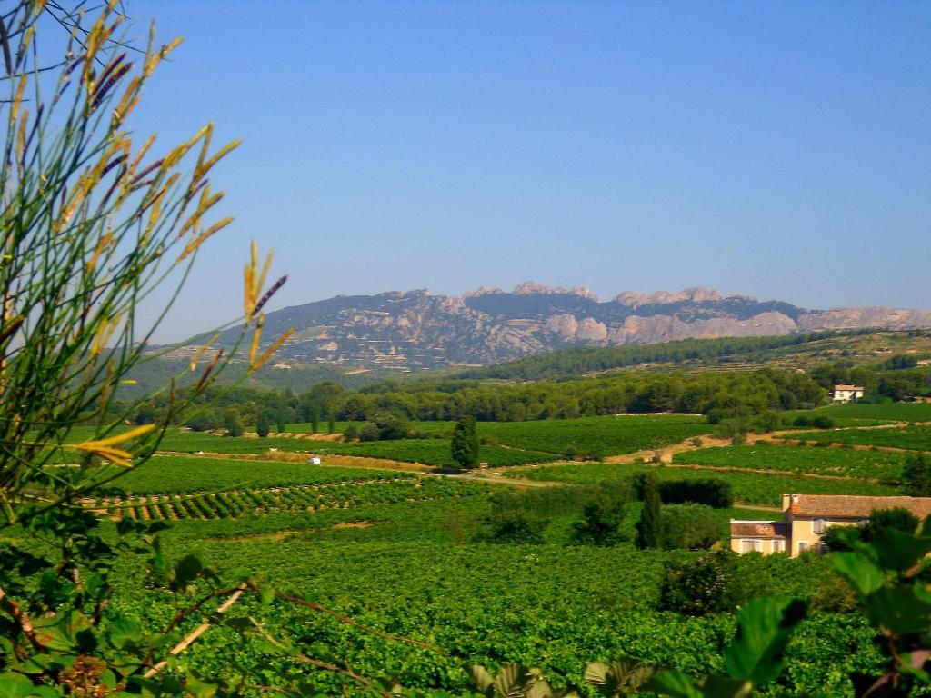 una vista de un viñedo con montañas en el fondo en La Dentellière en Saint-Hippolyte-le-Graveyron