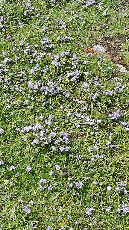 Ein Haufen lila Blumen im Gras in der Unterkunft Mobil home vacances in Plouguerneau