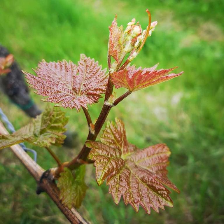Zahrada ubytování Weingut Albert, Familie Cramer