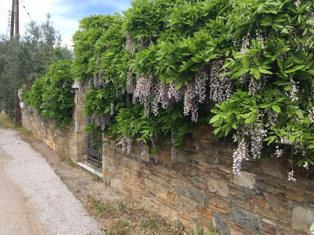 Zahrada ubytování Villa Liana