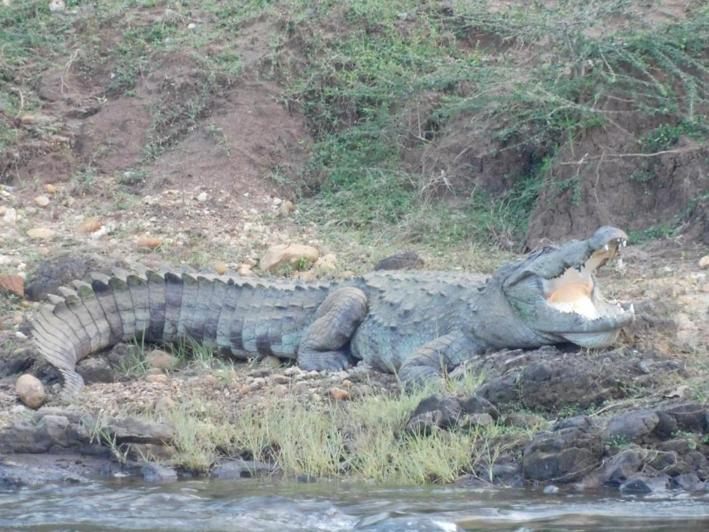Zvířata v ubytování v soukromí nebo okolí